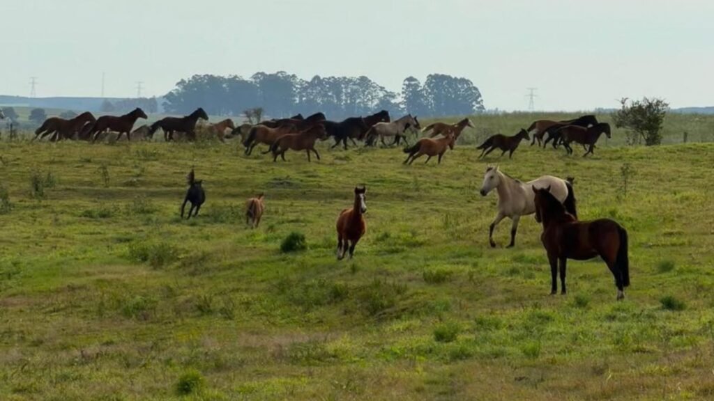 A LINGUAGEM SILENCIOSA DOS CAVALOS — RECONECTAI EXPERIENCE